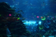 dubai-u-abu-dhabi-2013-10