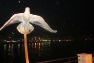 dubai-u-abu-dhabi-2013-19