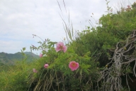 ochsenhofer-kc3b6pfe-10