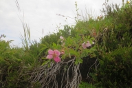 ochsenhofer-kc3b6pfe-11