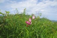 ochsenhofer-kc3b6pfe-13