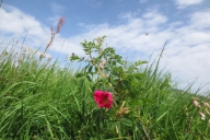 ochsenhofer-kc3b6pfe-14