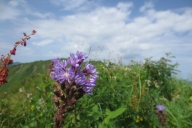 ochsenhofer-kc3b6pfe-15